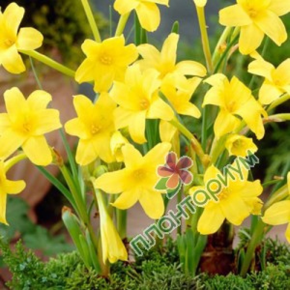 Chlidanthus fragrans