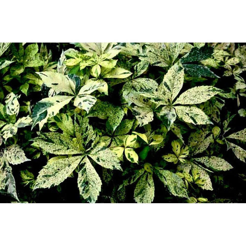 Parthenocissus quinquefolia STAR SHOWERS