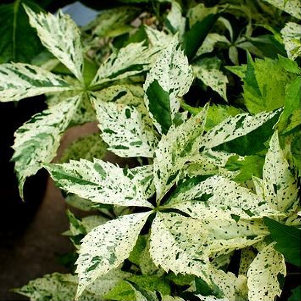 Parthenocissus quinquefolia STAR SHOWERS