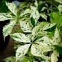 Parthenocissus quinquefolia STAR SHOWERS