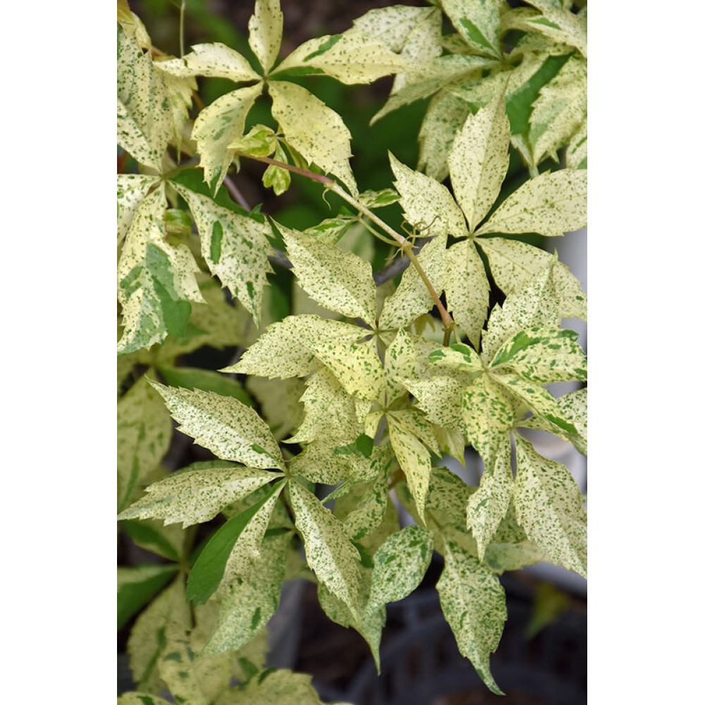 Parthenocissus quinquefolia STAR SHOWERS