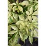 Parthenocissus quinquefolia STAR SHOWERS