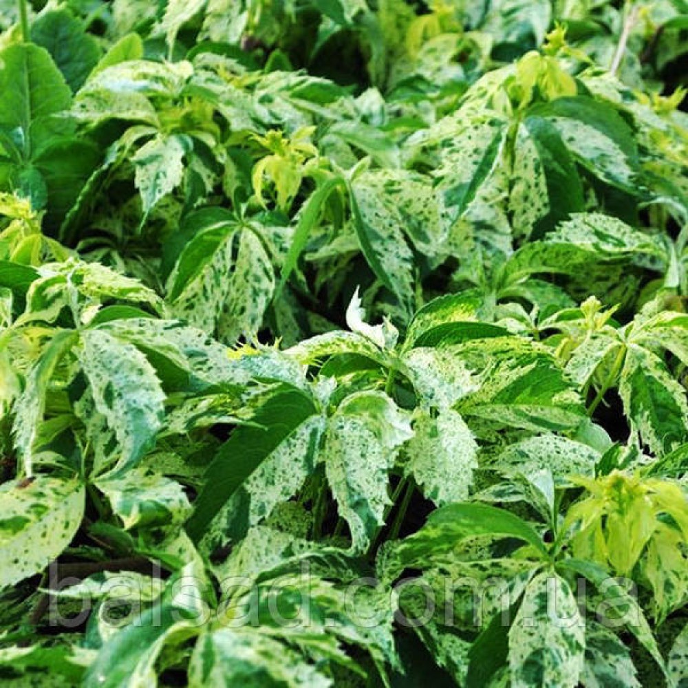 Parthenocissus quinquefolia STAR SHOWERS