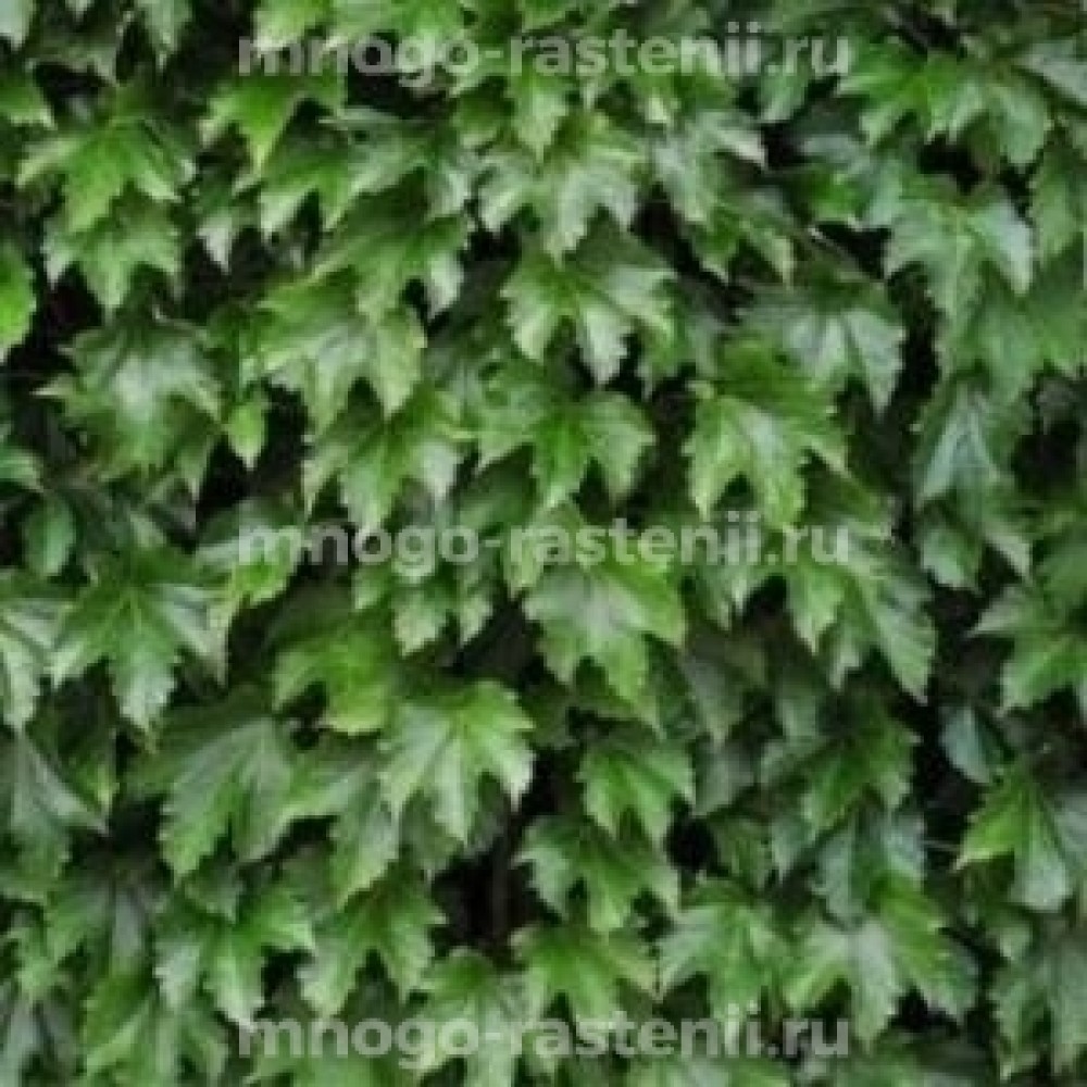 Parthenocissus tricuspidata Diamond Mountains