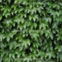Parthenocissus tricuspidata Diamond Mountains