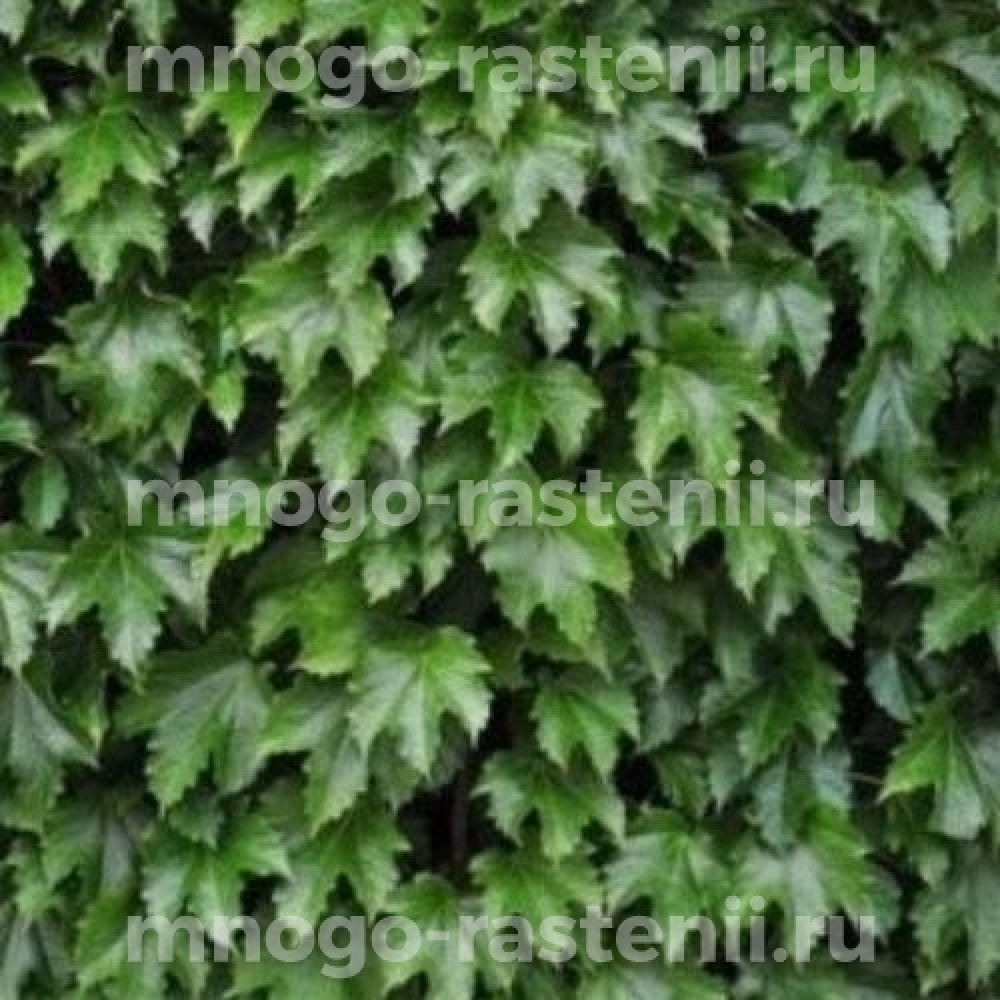 Parthenocissus tricuspidata Diamond Mountains
