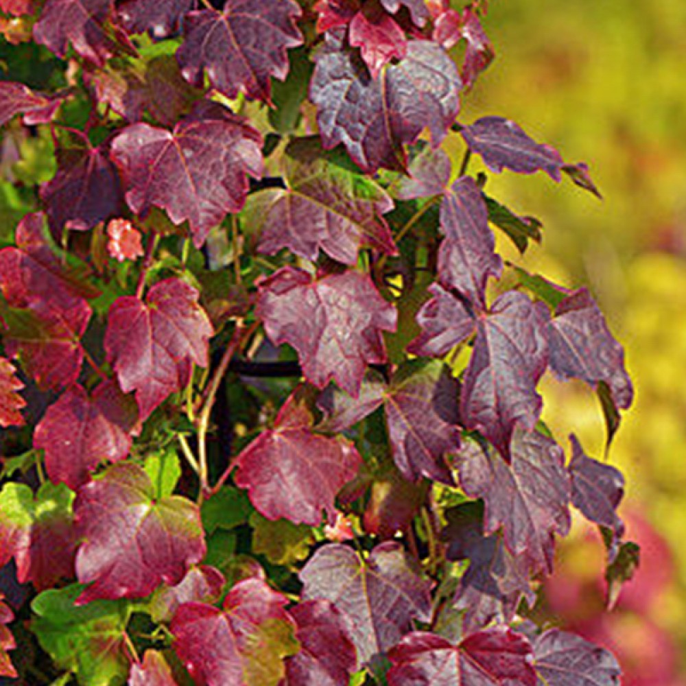 Parthenocissus tricuspidata Diamond Mountains