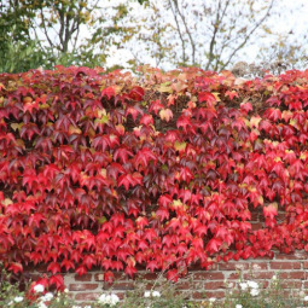 Parthenocissus tricuspidata Diamond Mountains