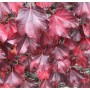 Parthenocissus tricuspidata Diamond Mountains