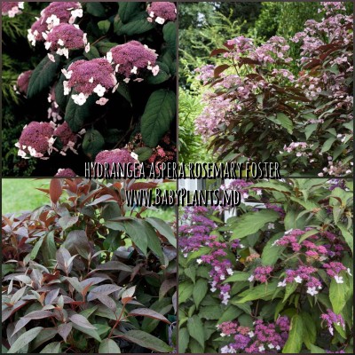 Hortensia aspera Rosemary Foster