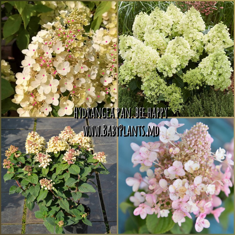 Hortensia panic. Bee Happy