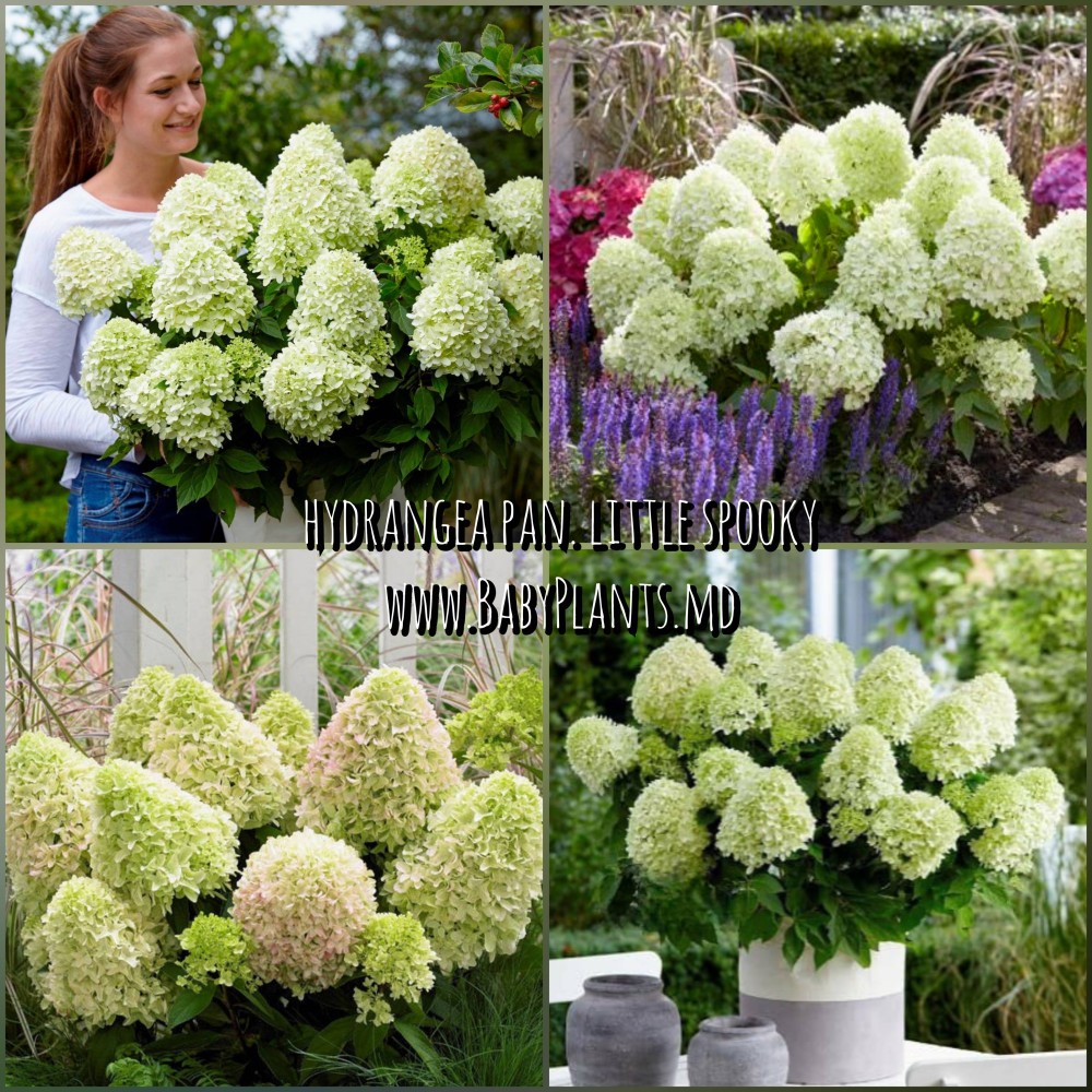 Hortensia panic. LITTLE SPOOKY