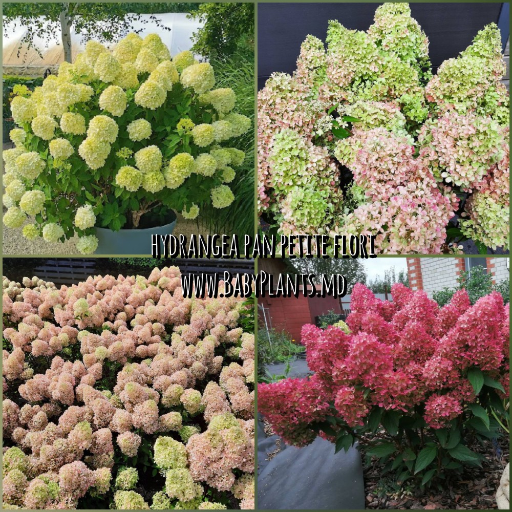 Hortensia panic. PETITE® FLORI