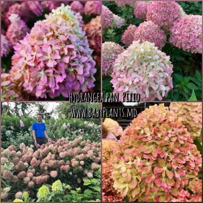 Hortensia panic. Pixio