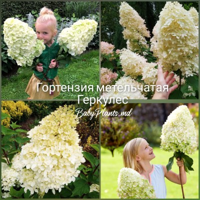 Hydrangea panic. HERCULES 