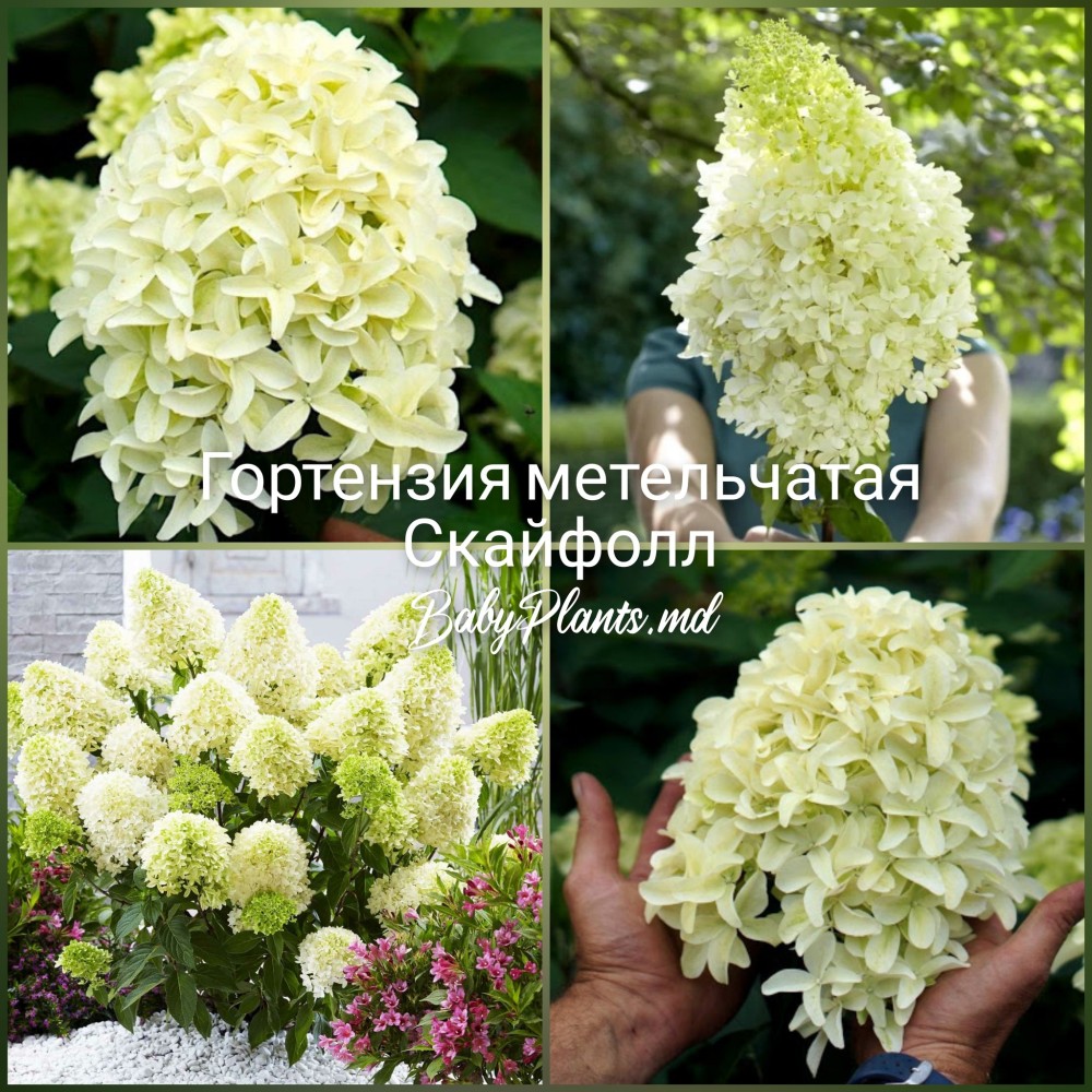 Hydrangea panic. SKYFALL Frenne 