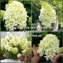 Hydrangea panic. SKYFALL Frenne 