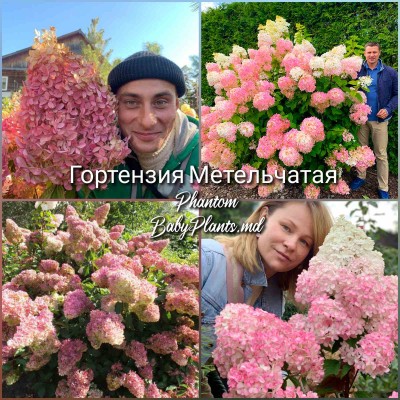 Hydrangea panic. Phantom 