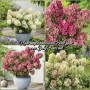 Hydrangea panic. PETITE® STAR 
