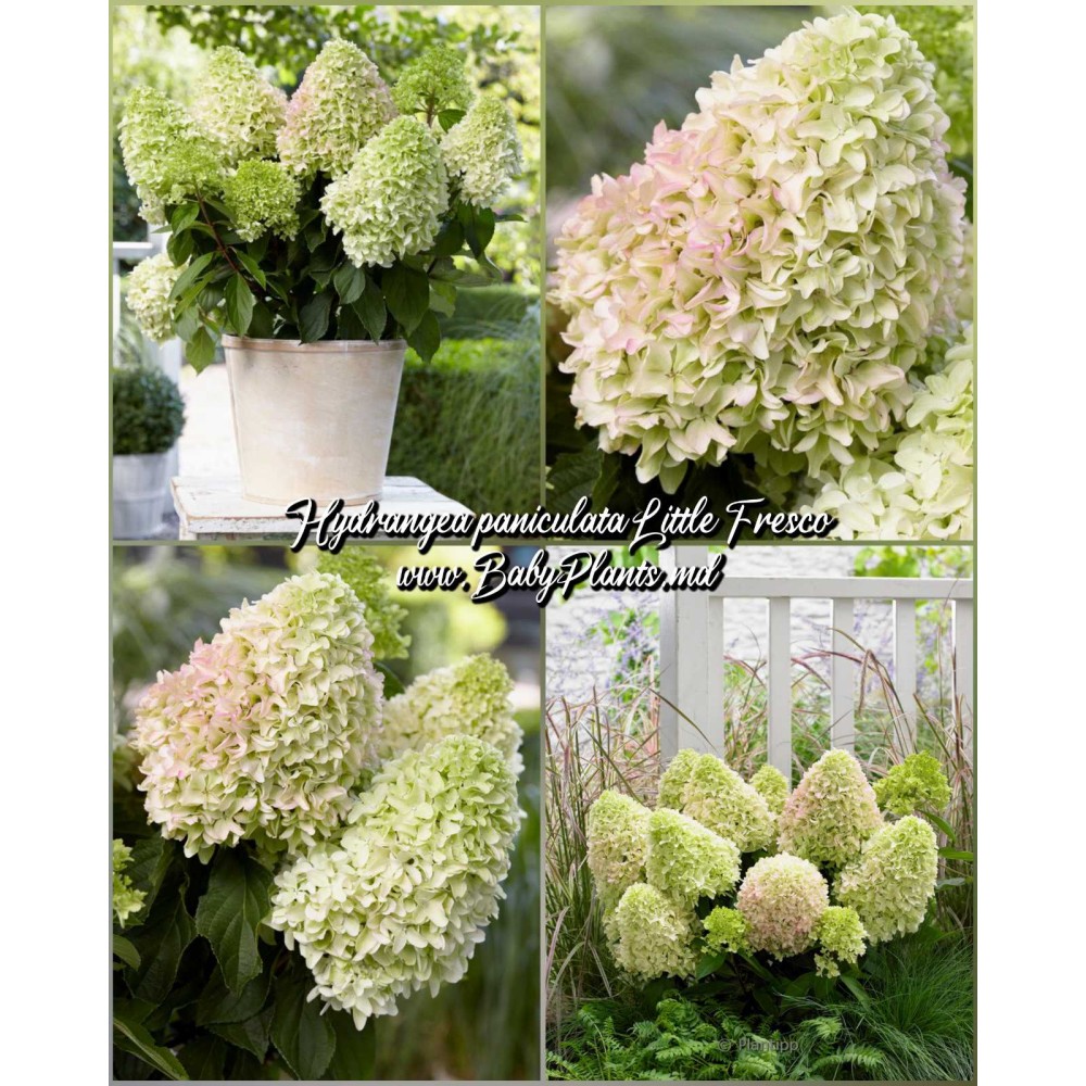 Hydrangea panic. LITTLE FRESCO 