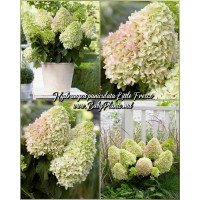 Hydrangea panic. LITTLE FRESCO 