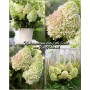 Hydrangea panic. LITTLE FRESCO 