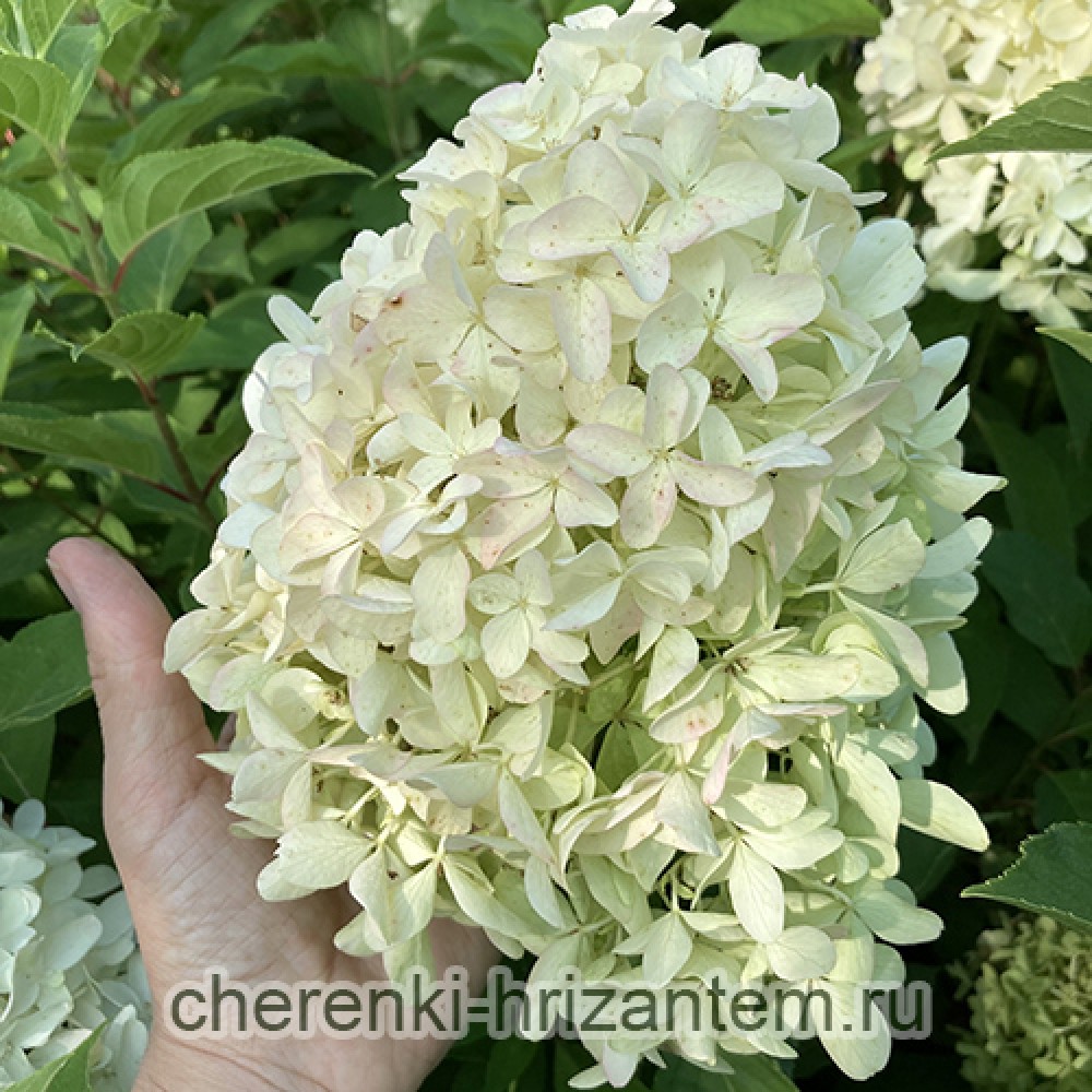 Hydrangea panic. SKYFALL Frenne 