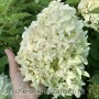 Hydrangea panic. SKYFALL Frenne 