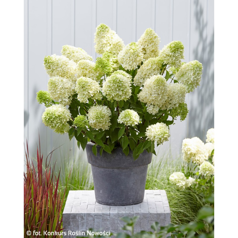 Hydrangea panic. SKYFALL Frenne 