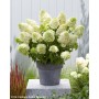 Hydrangea panic. SKYFALL Frenne 