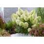 Hydrangea panic. SKYFALL Frenne 
