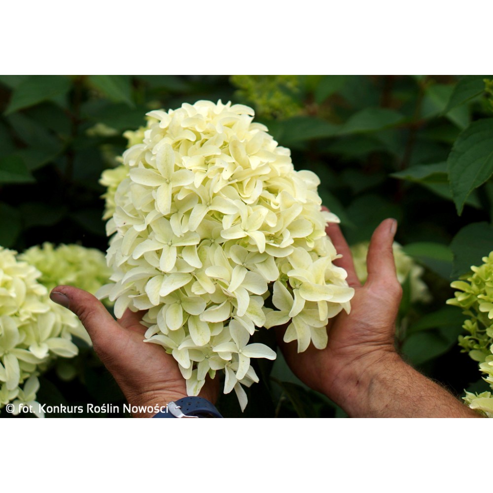 Hydrangea panic. SKYFALL Frenne 