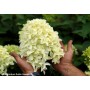 Hydrangea panic. SKYFALL Frenne 
