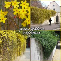 Jasminum Nudiflorum