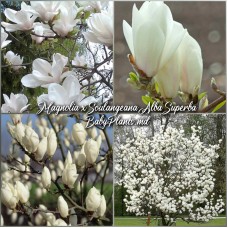 Magnolia x soulangeana Alba Superba