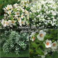 Philadelphus Belle Etoile