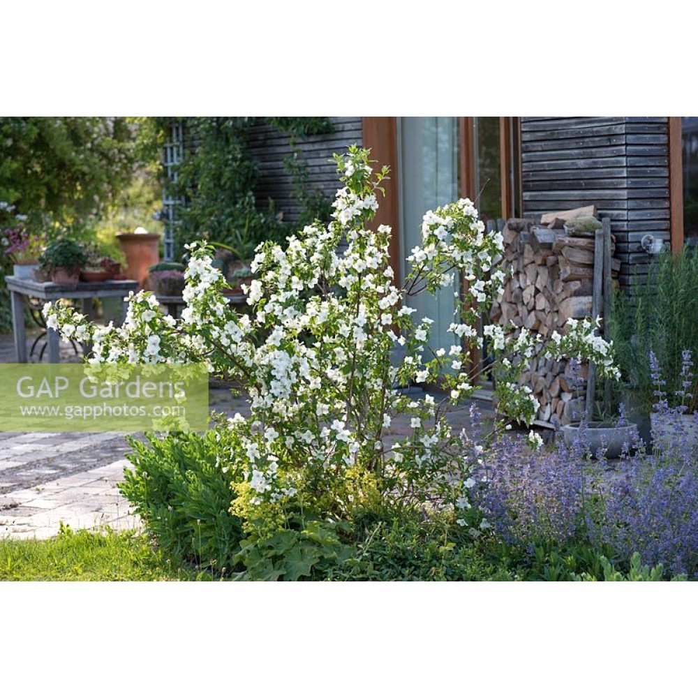 Philadelphus Belle Etoile