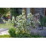 Philadelphus Belle Etoile