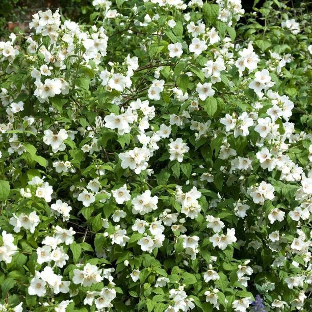 Philadelphus Belle Etoile