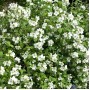 Philadelphus Belle Etoile
