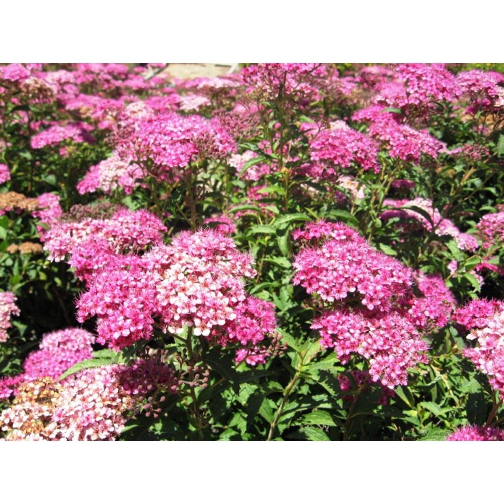 Spiraea Japonica Anthony Waterer
