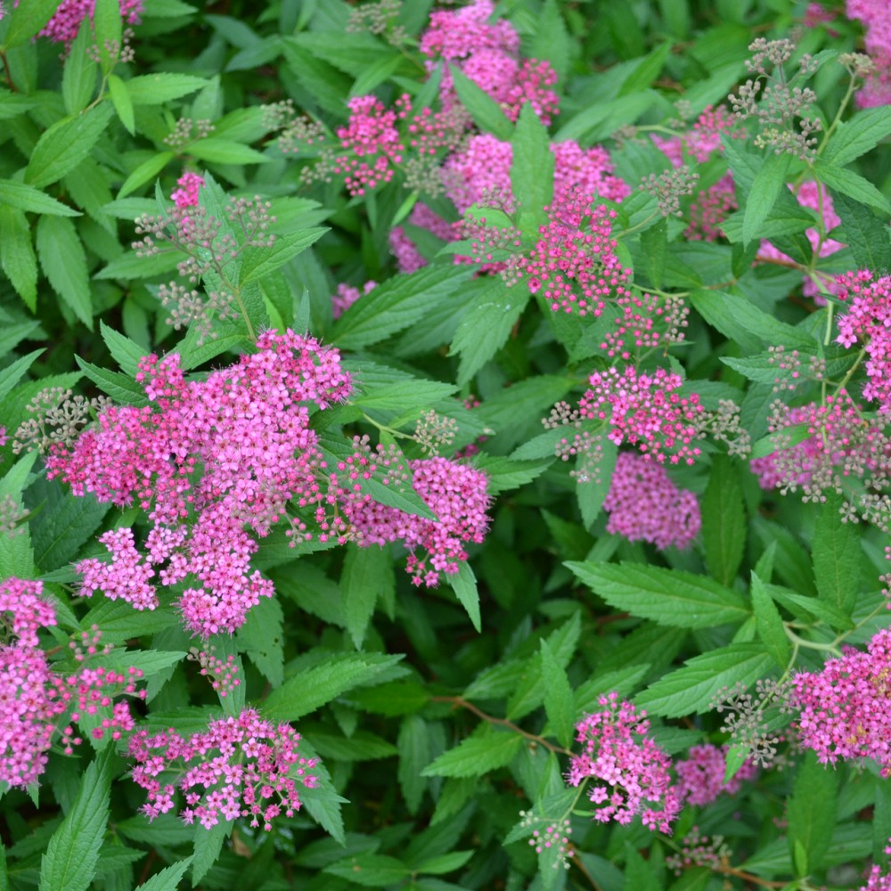 Spiraea Japonica Anthony Waterer