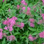 Spiraea Japonica Anthony Waterer