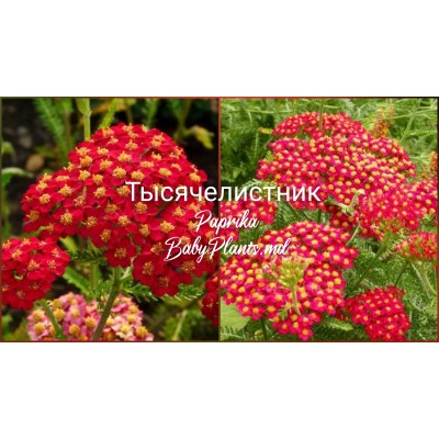 Achillea Mill. Paprika