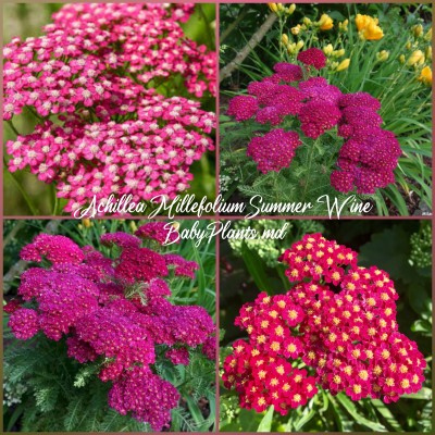 Achillea Mill. Summerwine