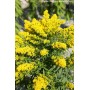 Solidago Laurin