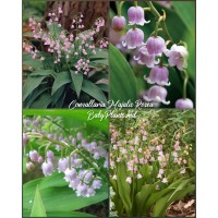 Convallaria Majalis Rosea