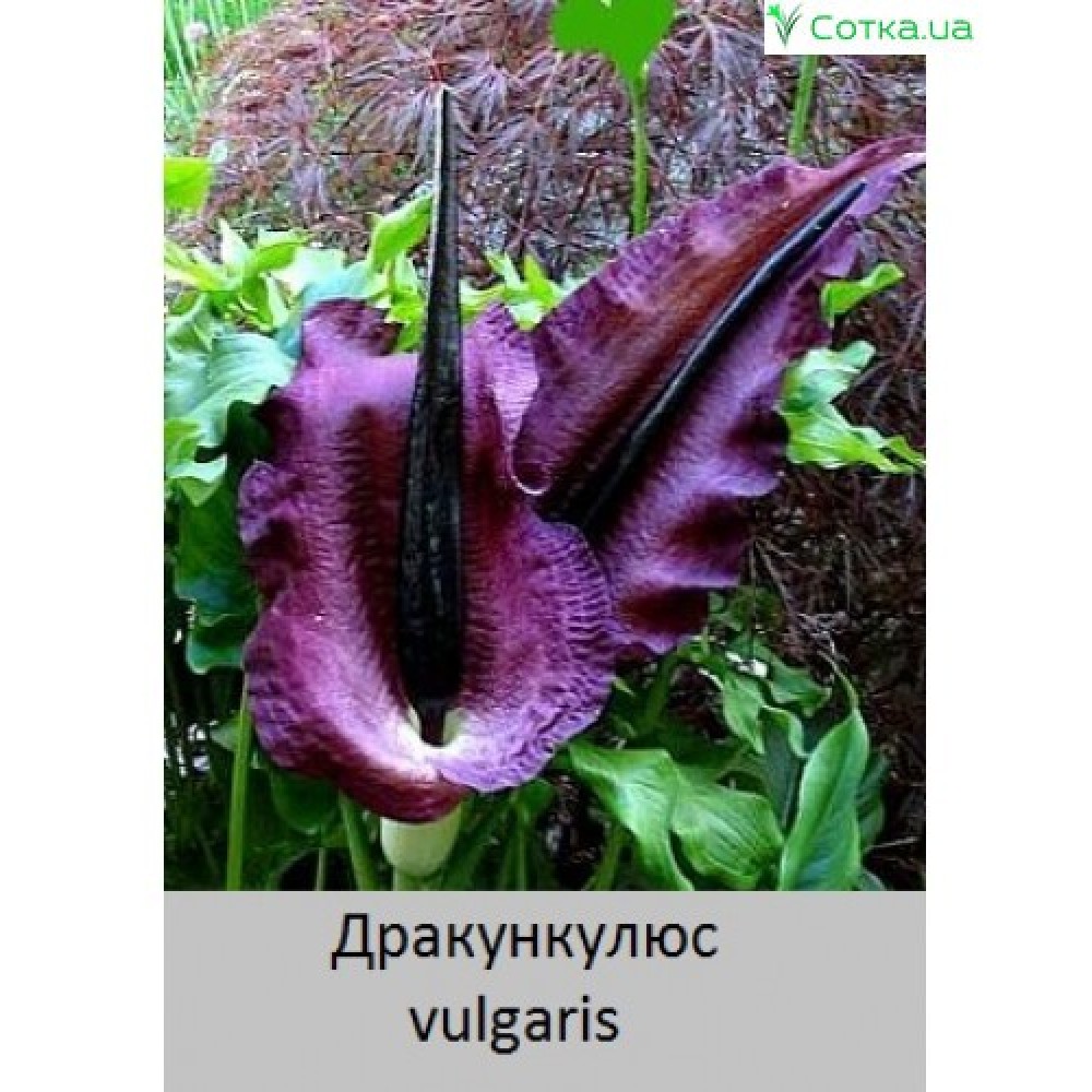 Dracunculus vulgaris
