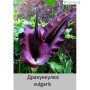 Dracunculus vulgaris