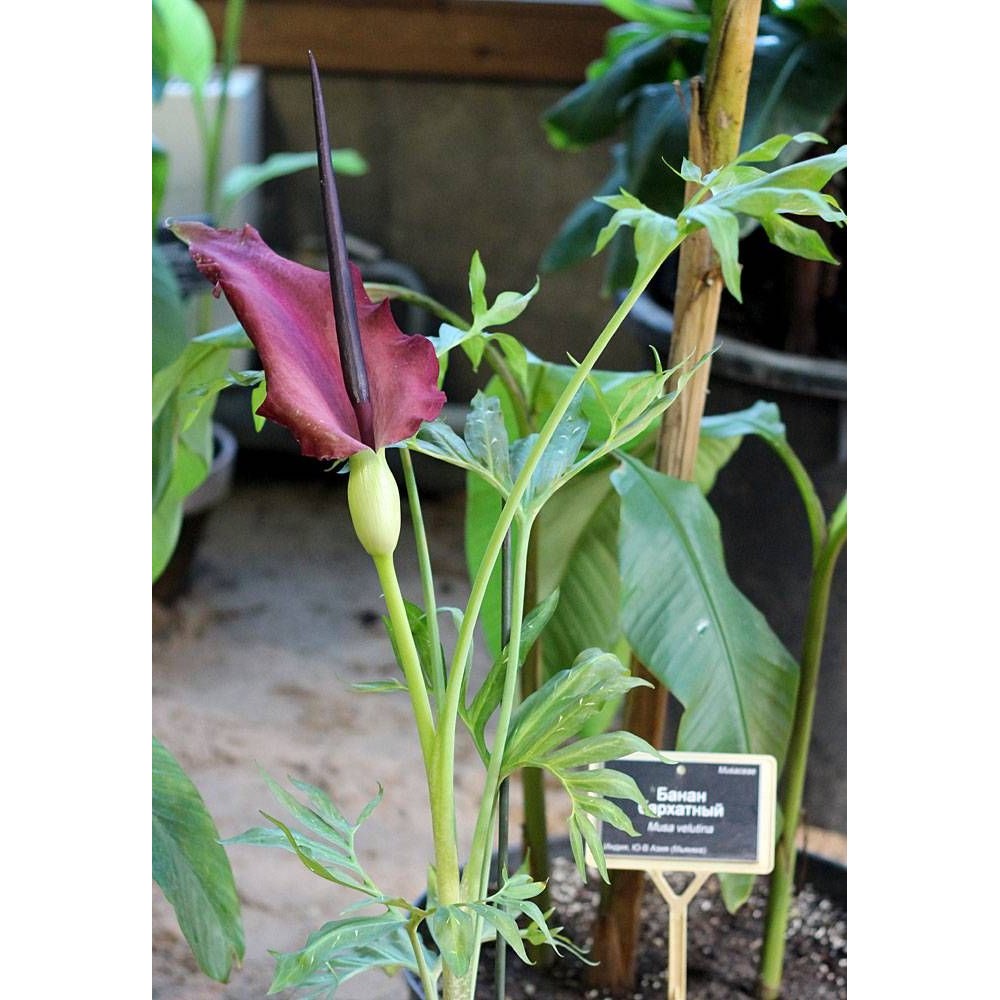 Dracunculus vulgaris